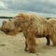 The preserved, reconstructed remains of a baby woolly rhinoceros named Sasha that was discovered in Siberia.